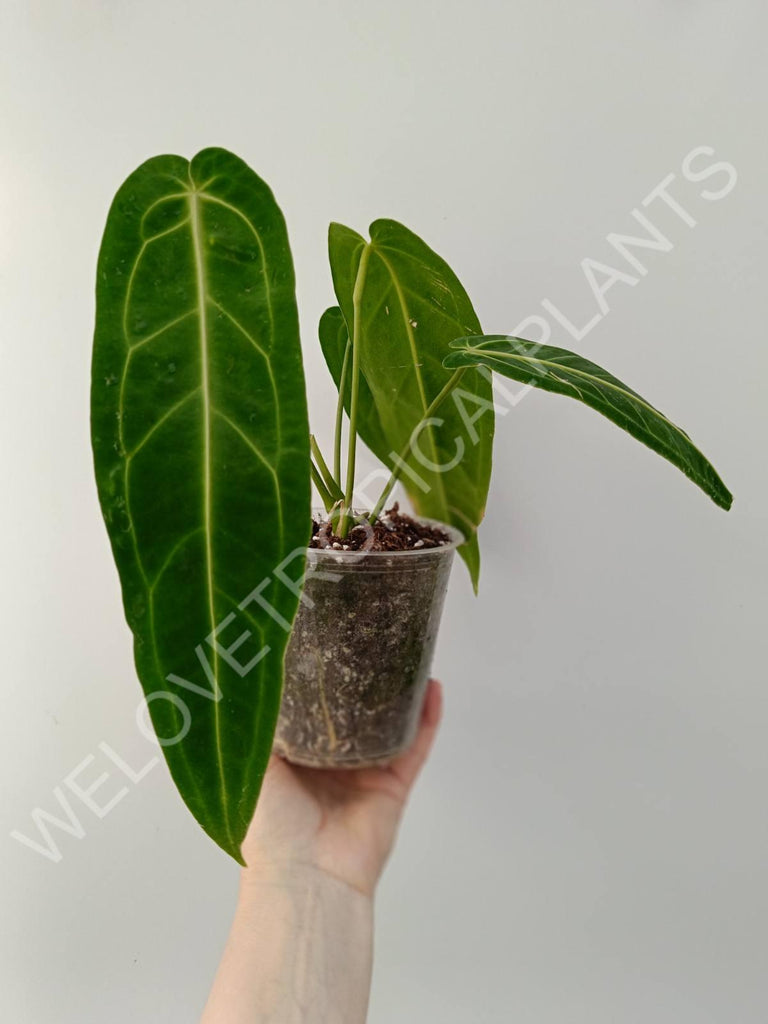 Anthurium warocqueanum 