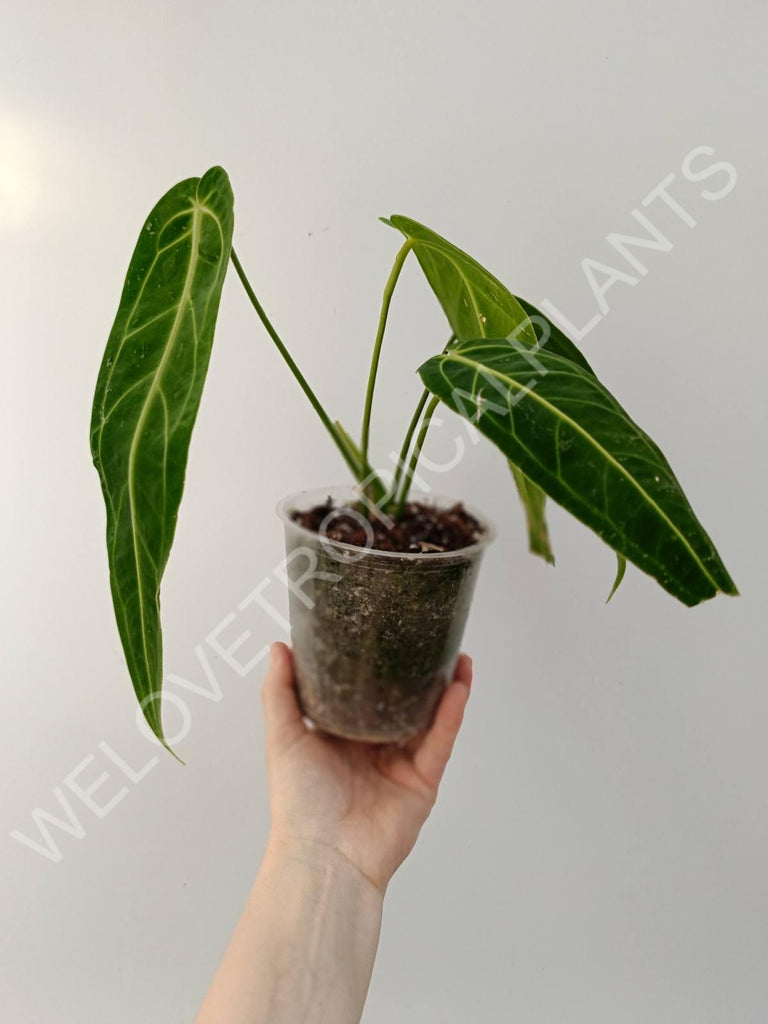 Anthurium warocqueanum 