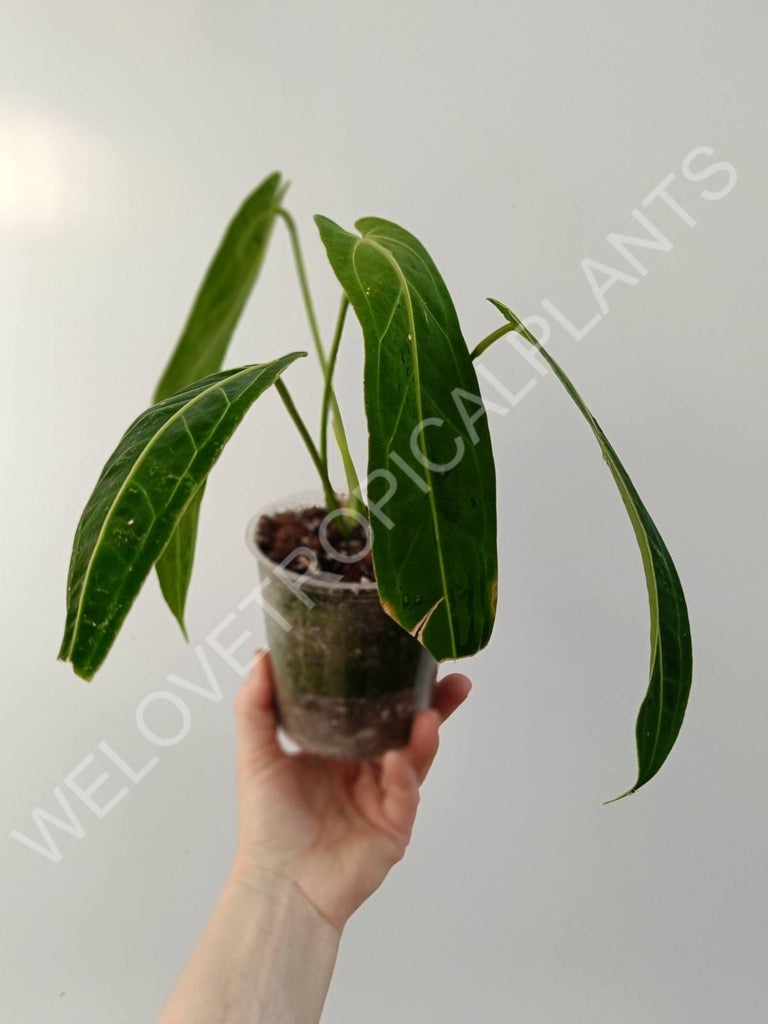 Anthurium warocqueanum 