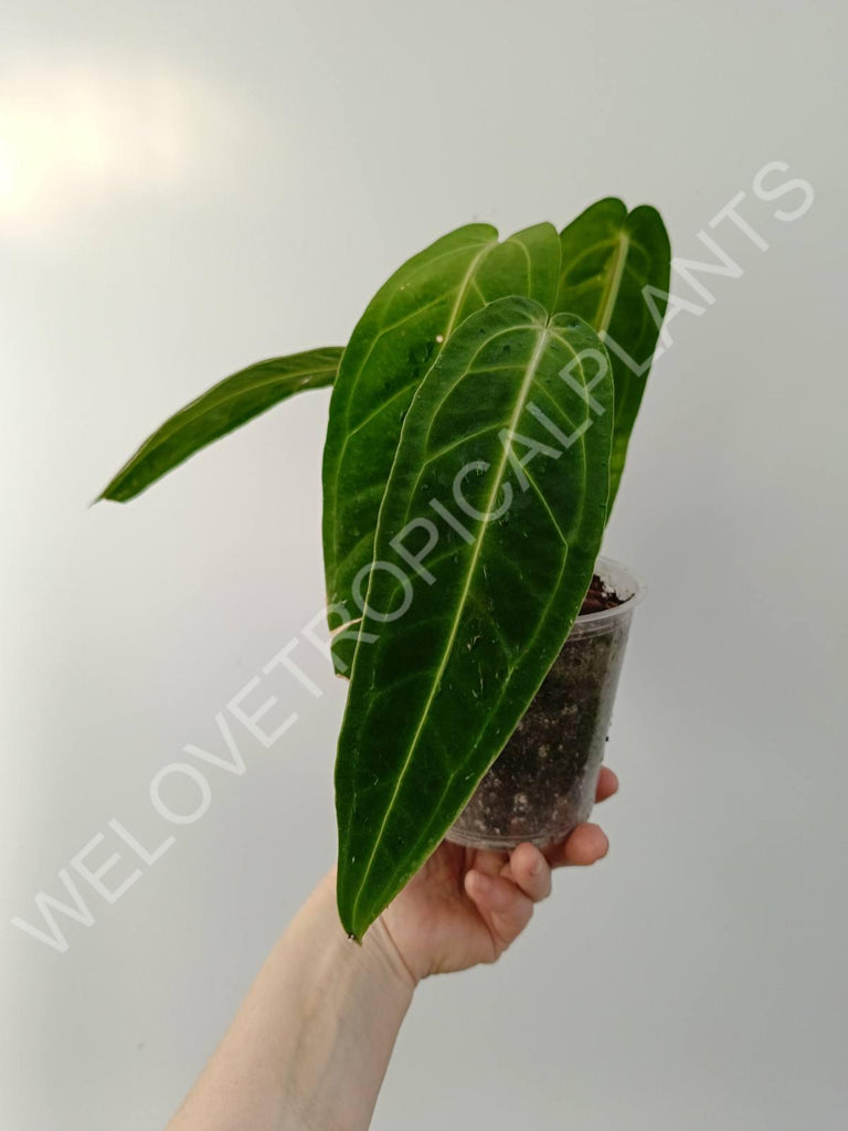 Anthurium warocqueanum 