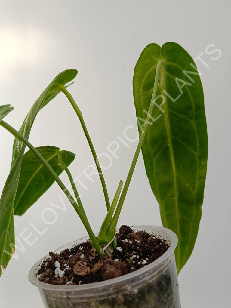 Anthurium warocqueanum 