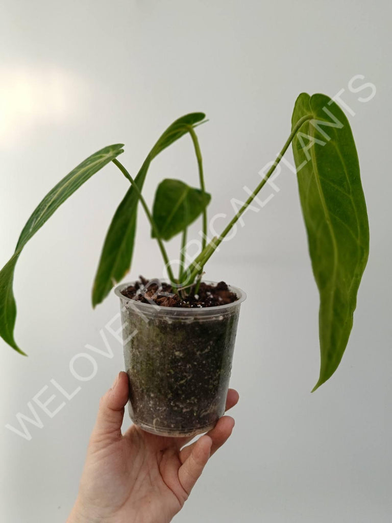 Anthurium warocqueanum 