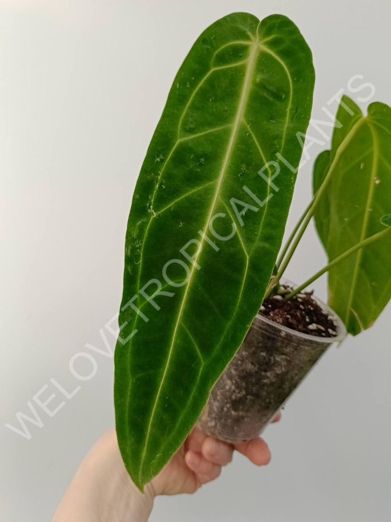 Anthurium warocqueanum 