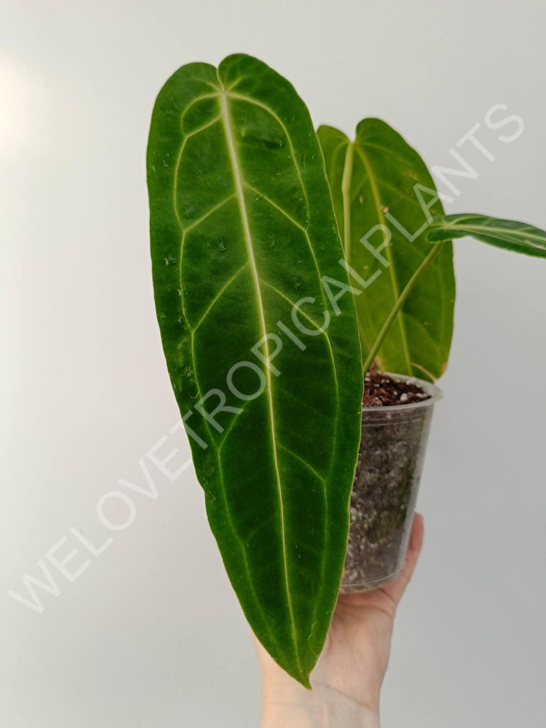 Anthurium warocqueanum 