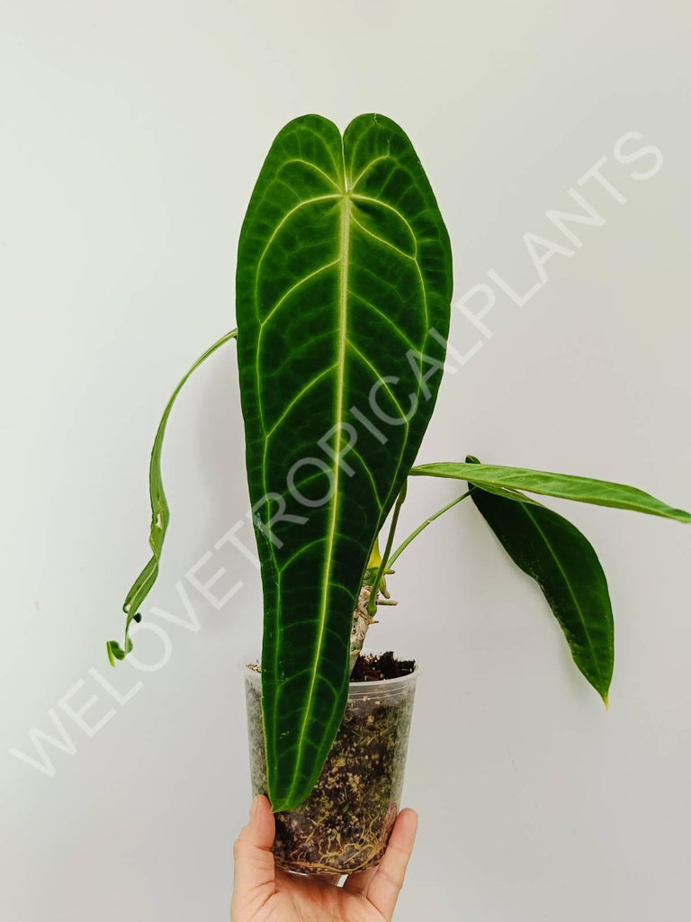 Anthurium warocqueanum