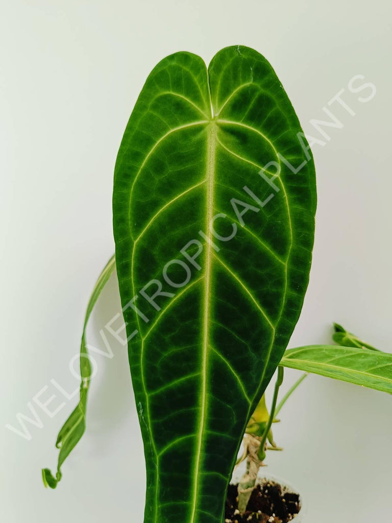 Anthurium warocqueanum