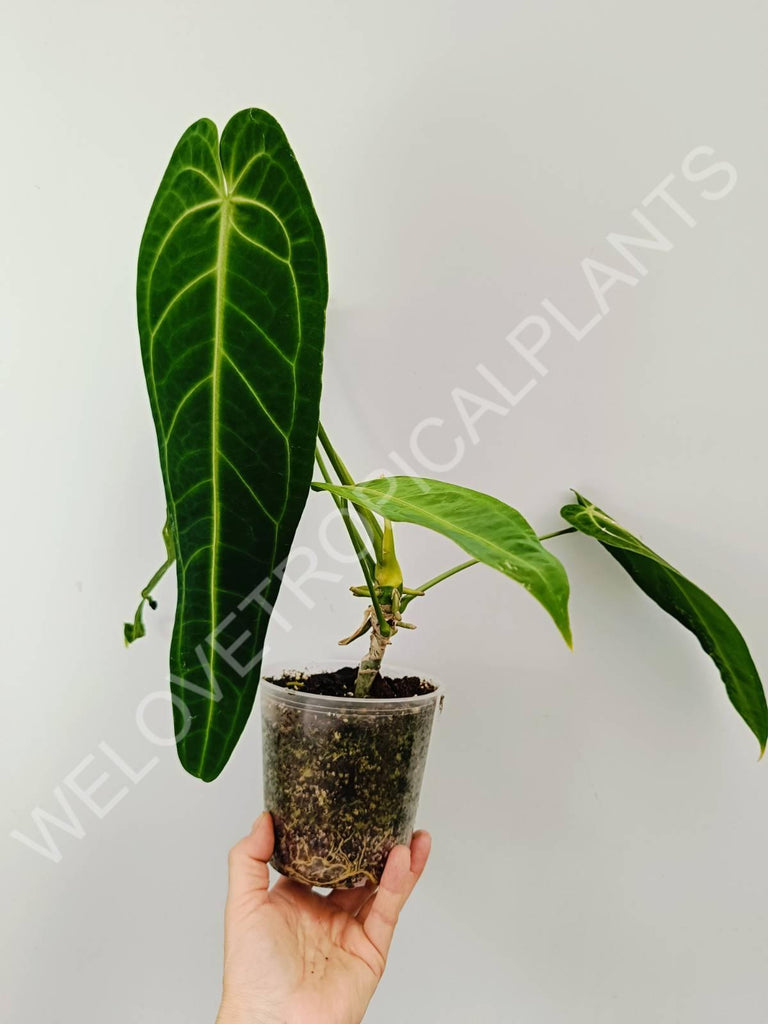 Anthurium warocqueanum