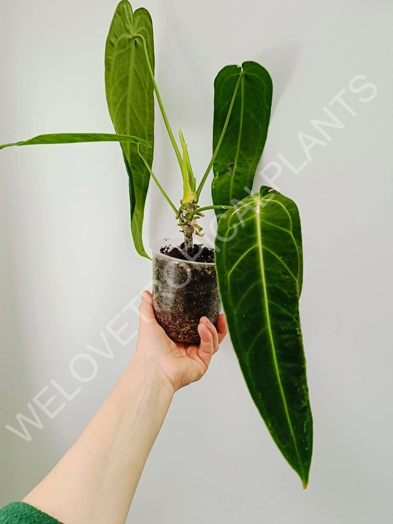 Anthurium warocqueanum