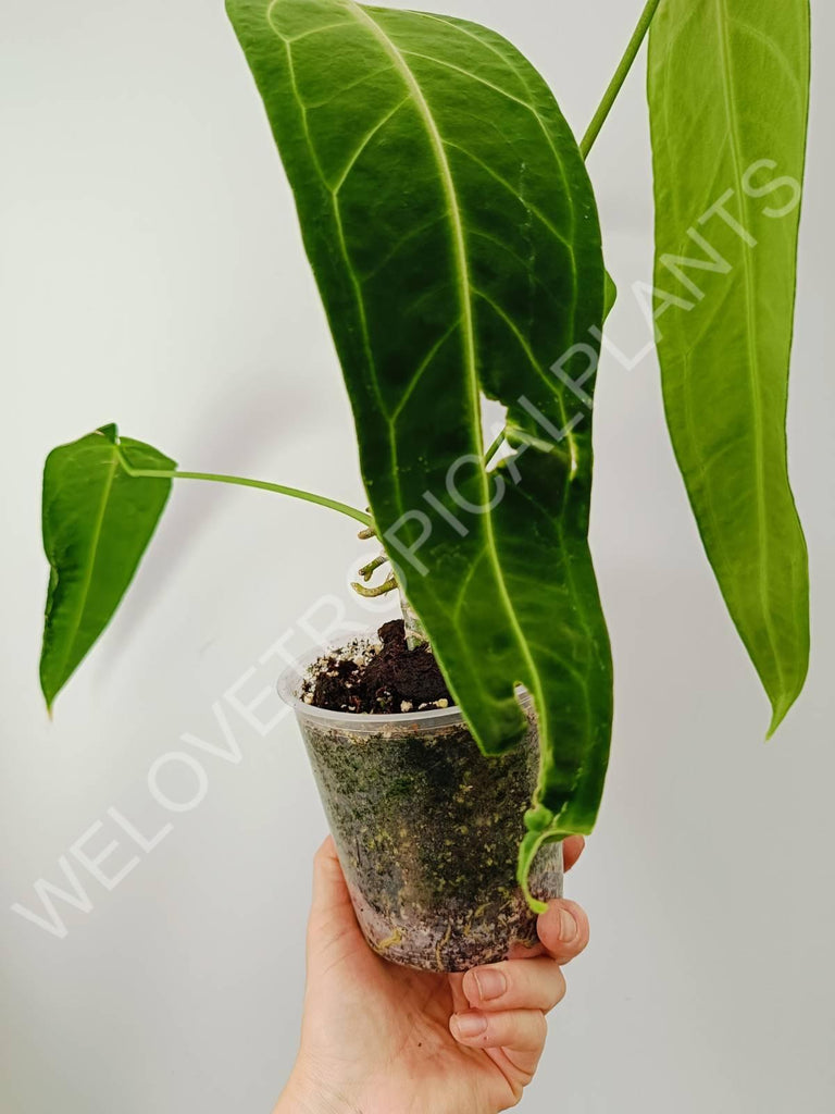 Anthurium warocqueanum