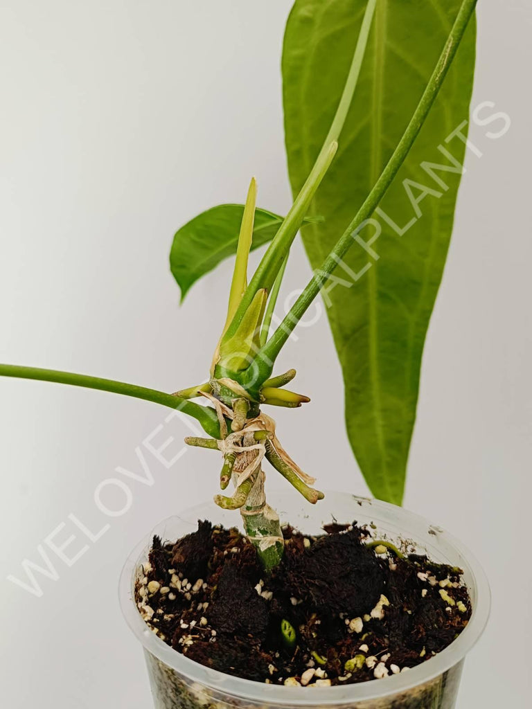 Anthurium warocqueanum