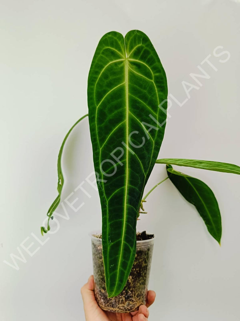 Anthurium warocqueanum