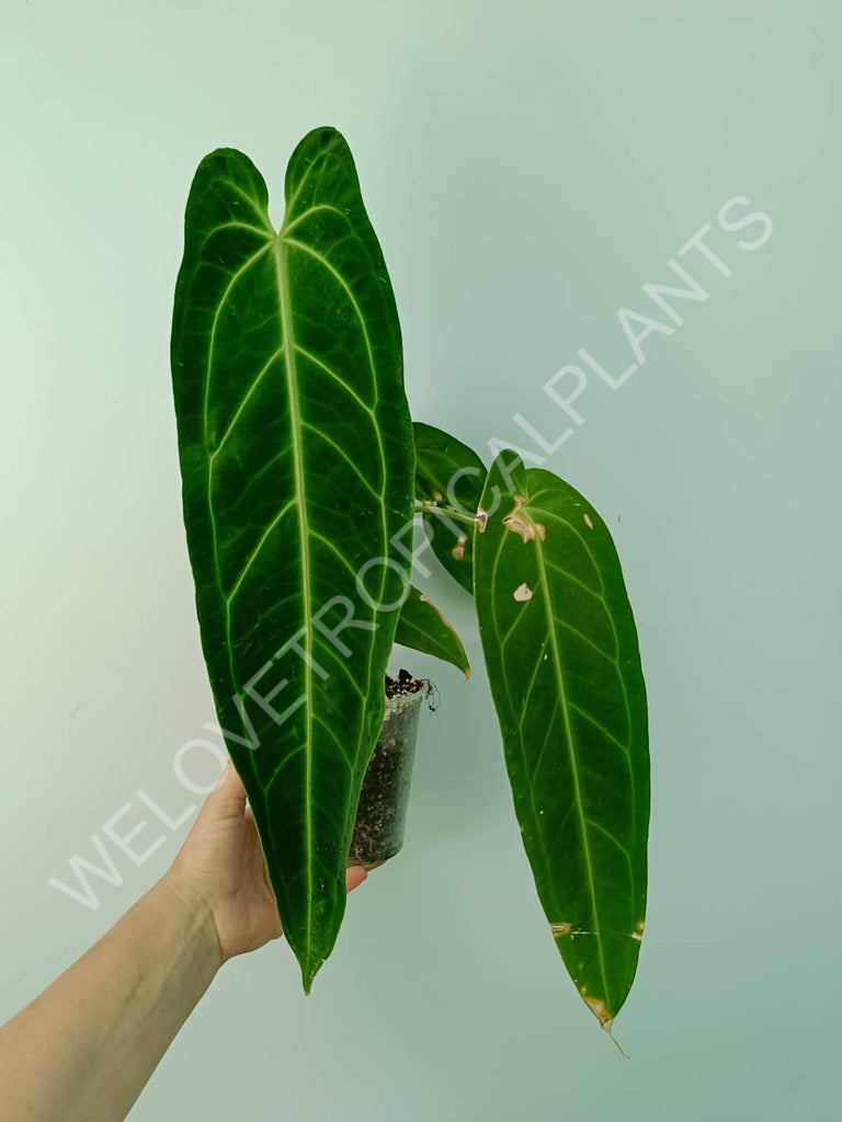 Anthurium warocqueanum