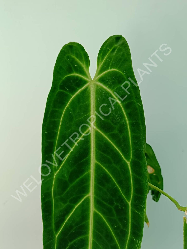 Anthurium warocqueanum