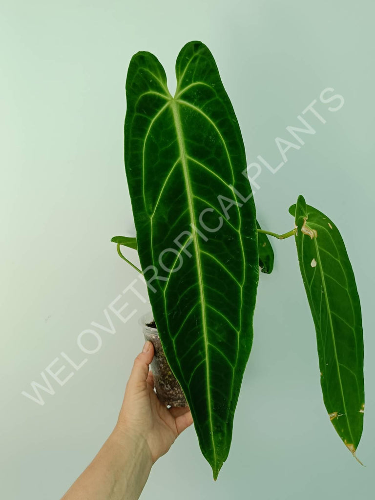 Anthurium warocqueanum