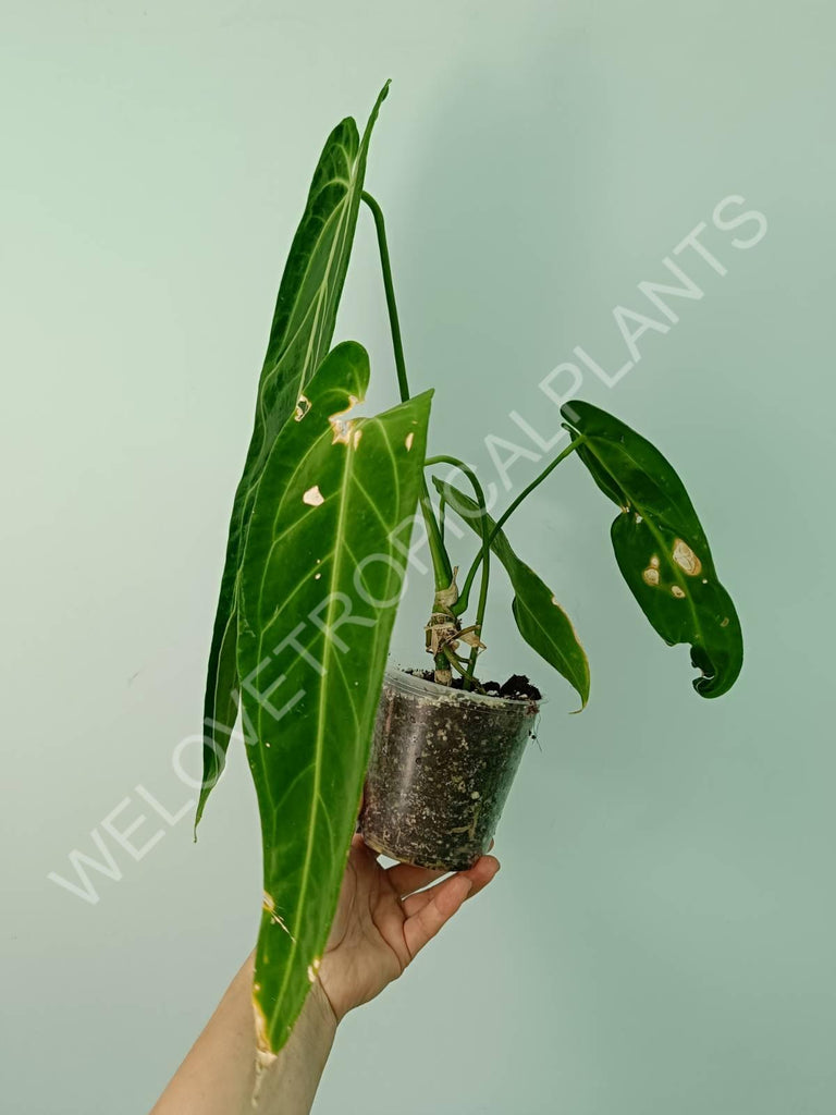 Anthurium warocqueanum