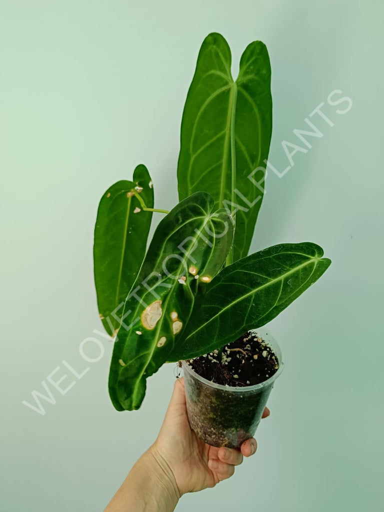 Anthurium warocqueanum