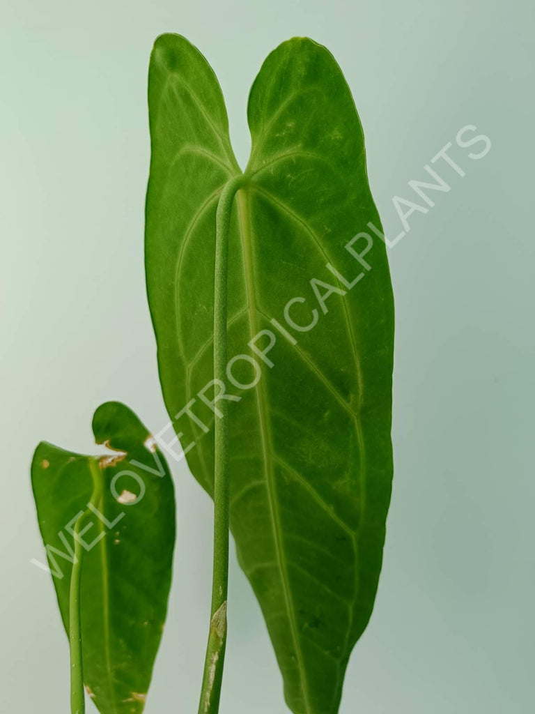 Anthurium warocqueanum