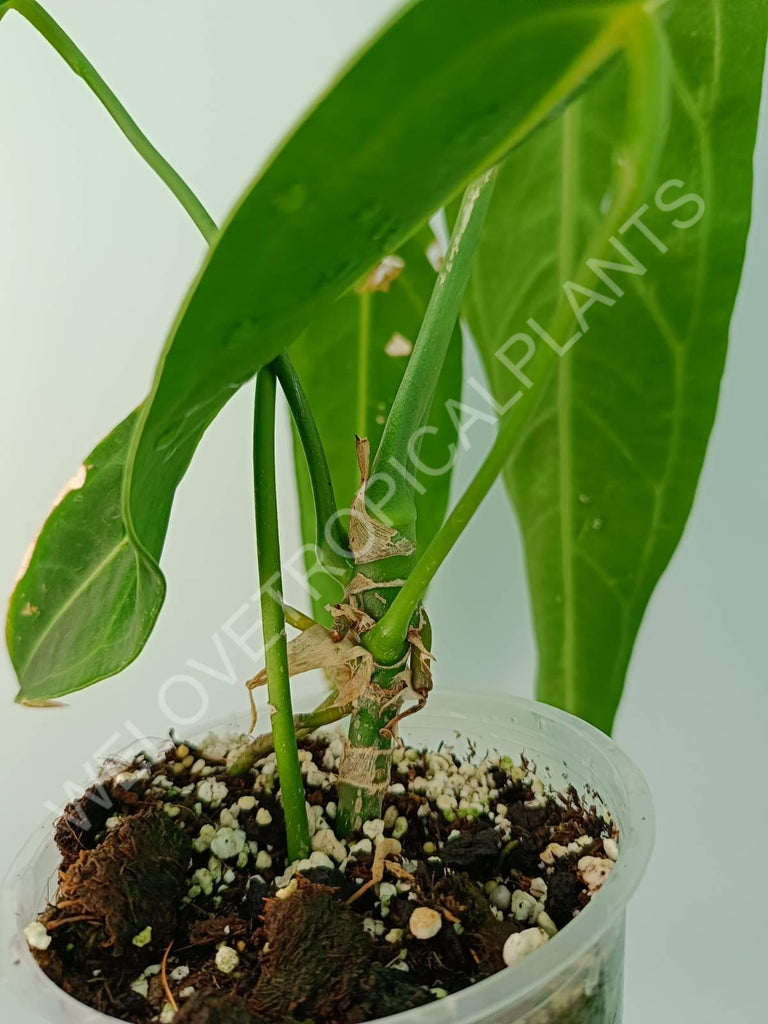 Anthurium warocqueanum