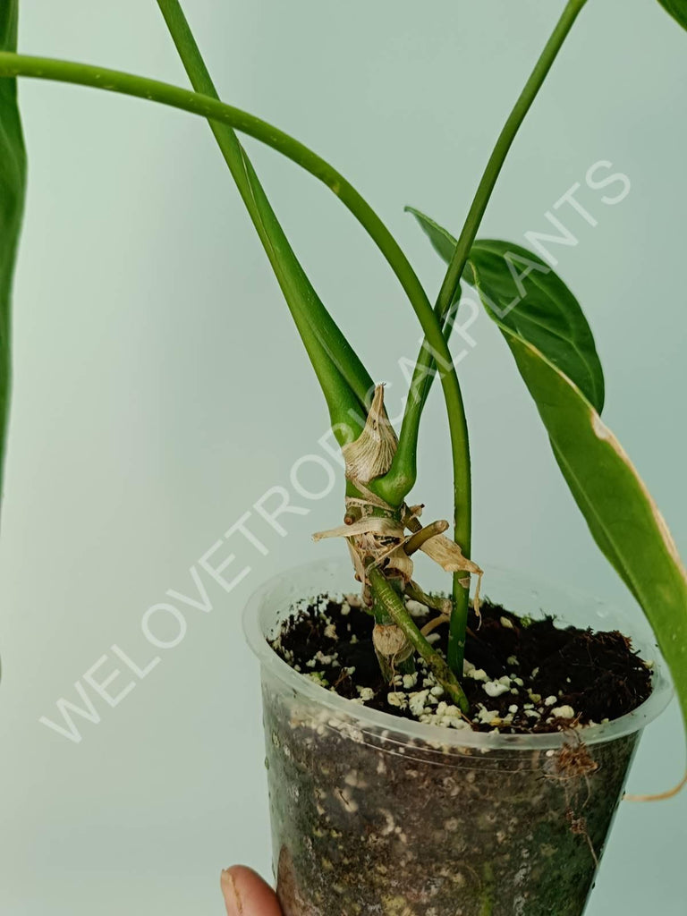 Anthurium warocqueanum