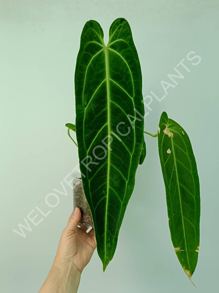 Anthurium warocqueanum