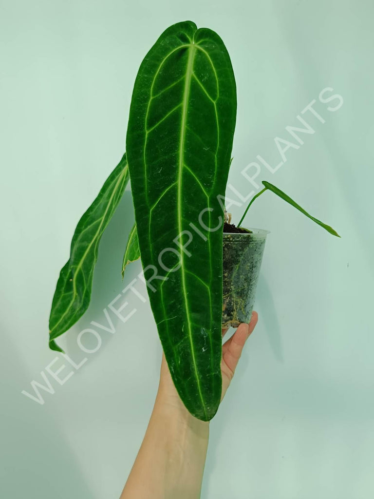 Anthurium warocqueanum