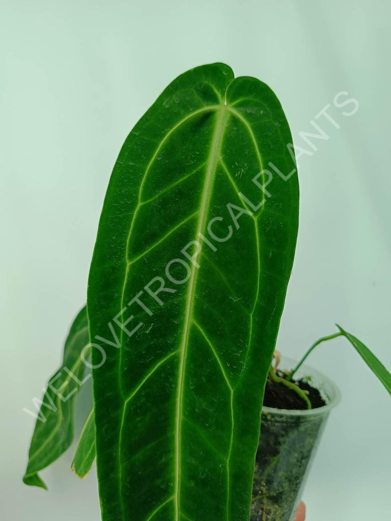 Anthurium warocqueanum