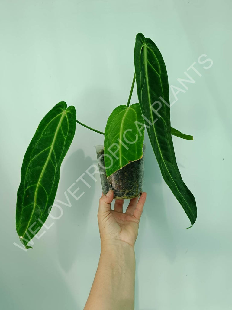 Anthurium warocqueanum