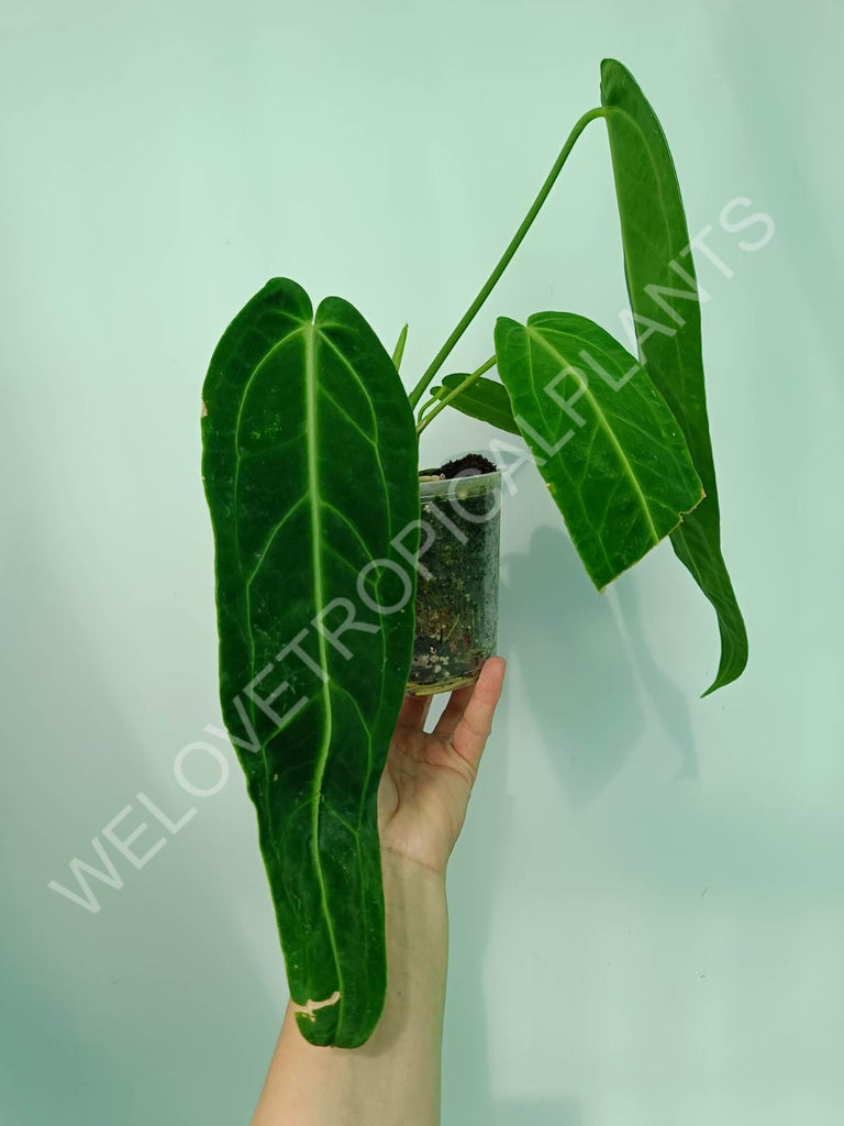 Anthurium warocqueanum