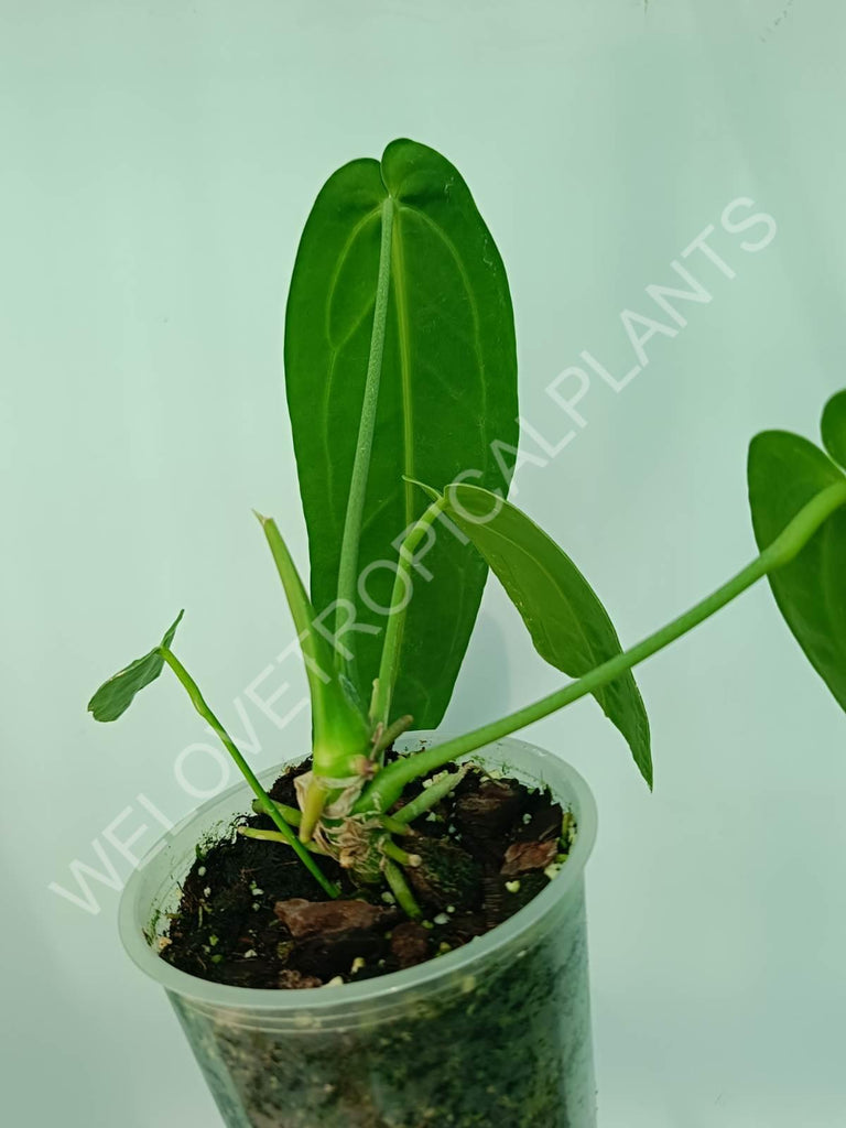 Anthurium warocqueanum