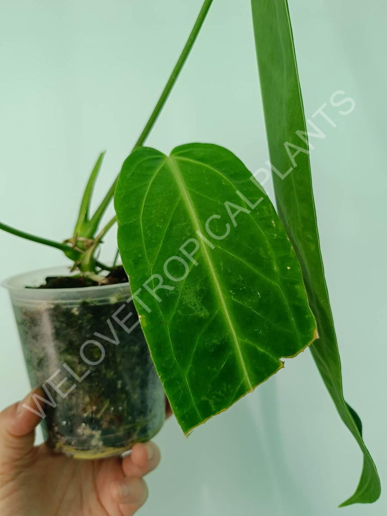 Anthurium warocqueanum