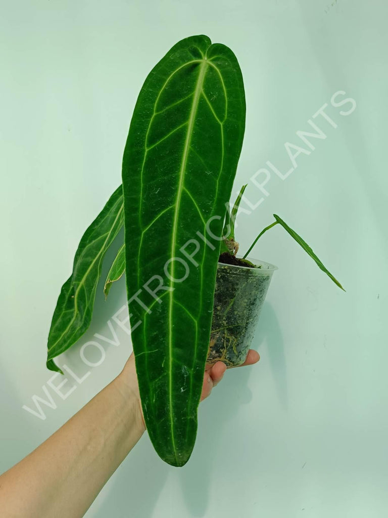 Anthurium warocqueanum