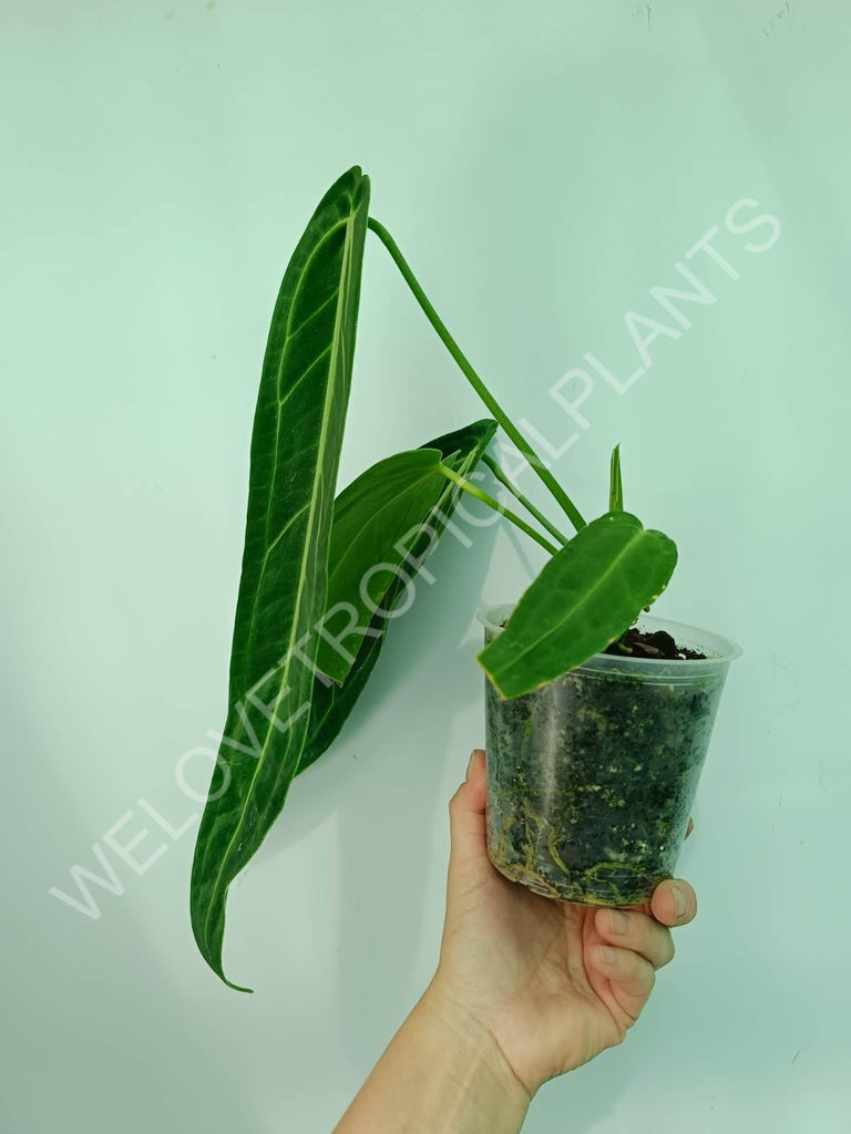 Anthurium warocqueanum