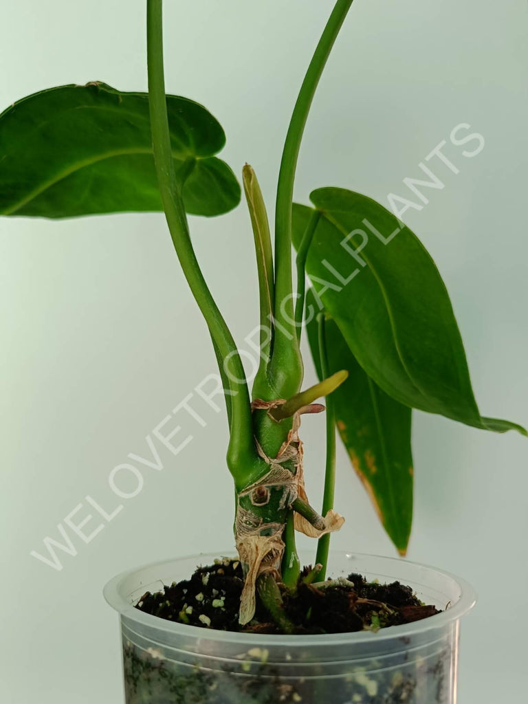 Anthurium warocqueanum XL