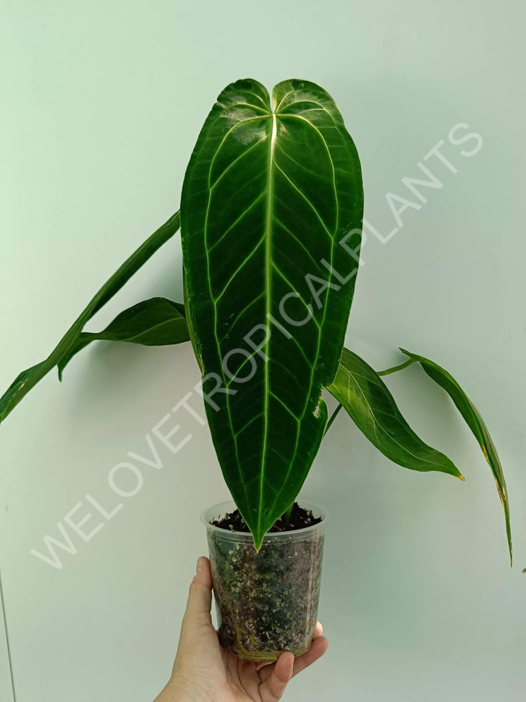 Anthurium warocqueanum XL