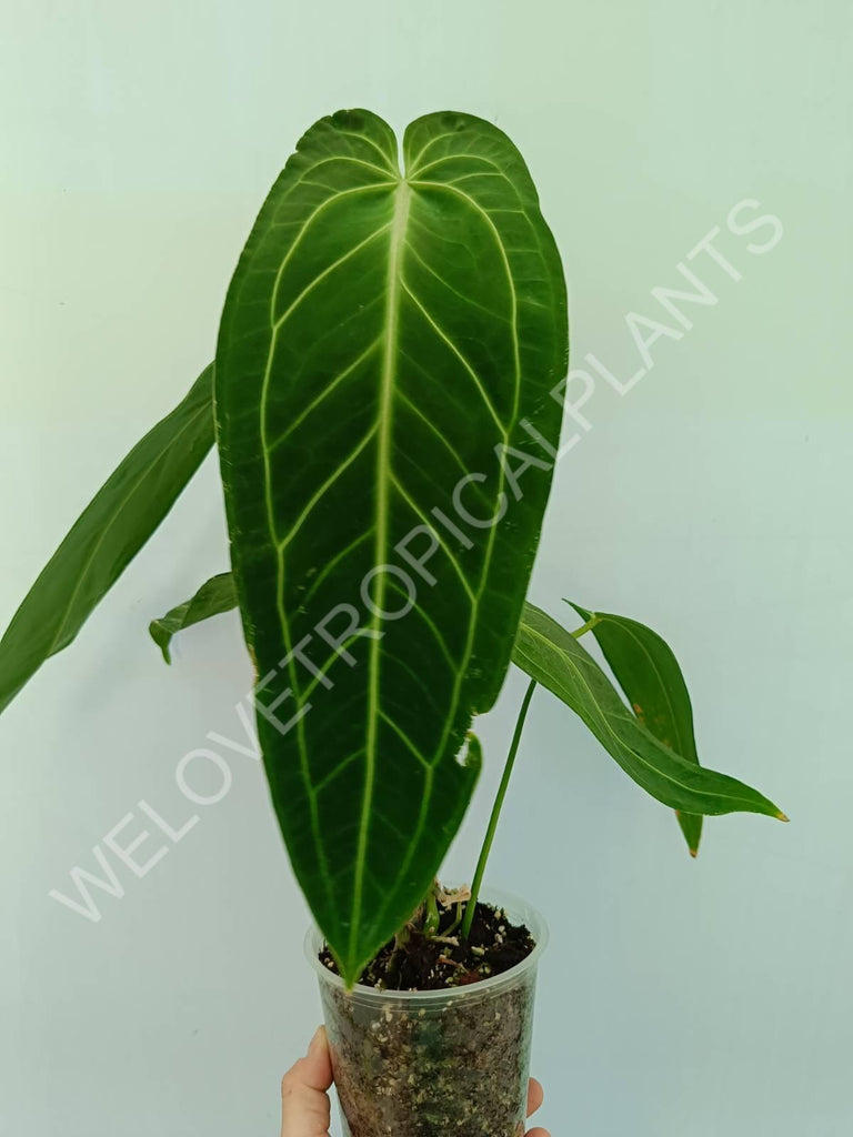 Anthurium warocqueanum XL