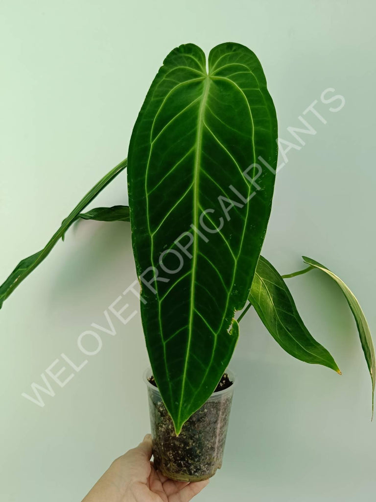 Anthurium warocqueanum XL