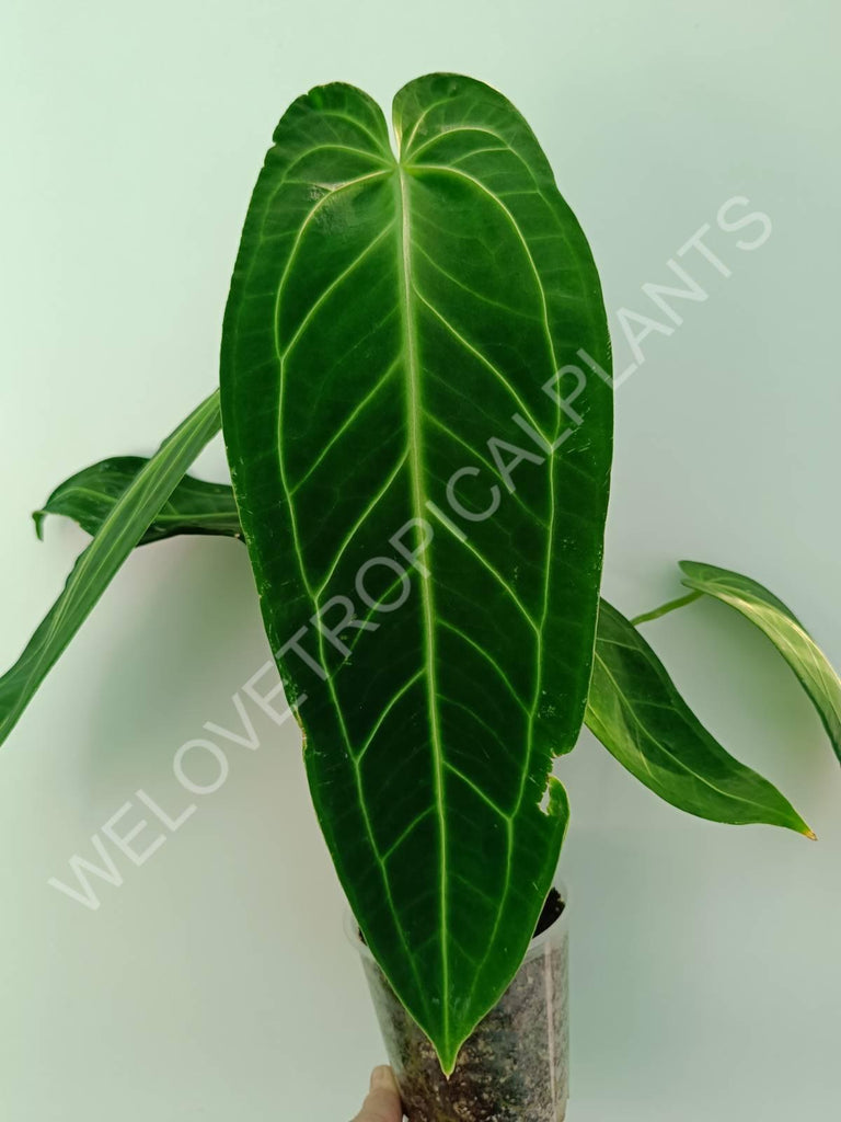 Anthurium warocqueanum XL