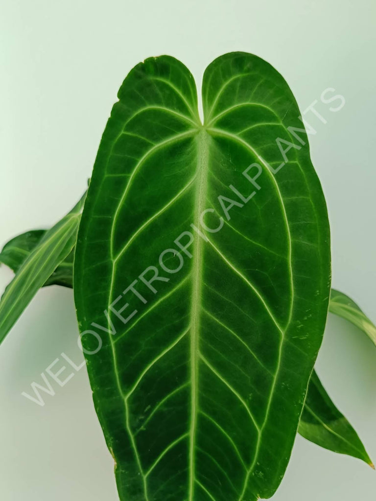 Anthurium warocqueanum XL