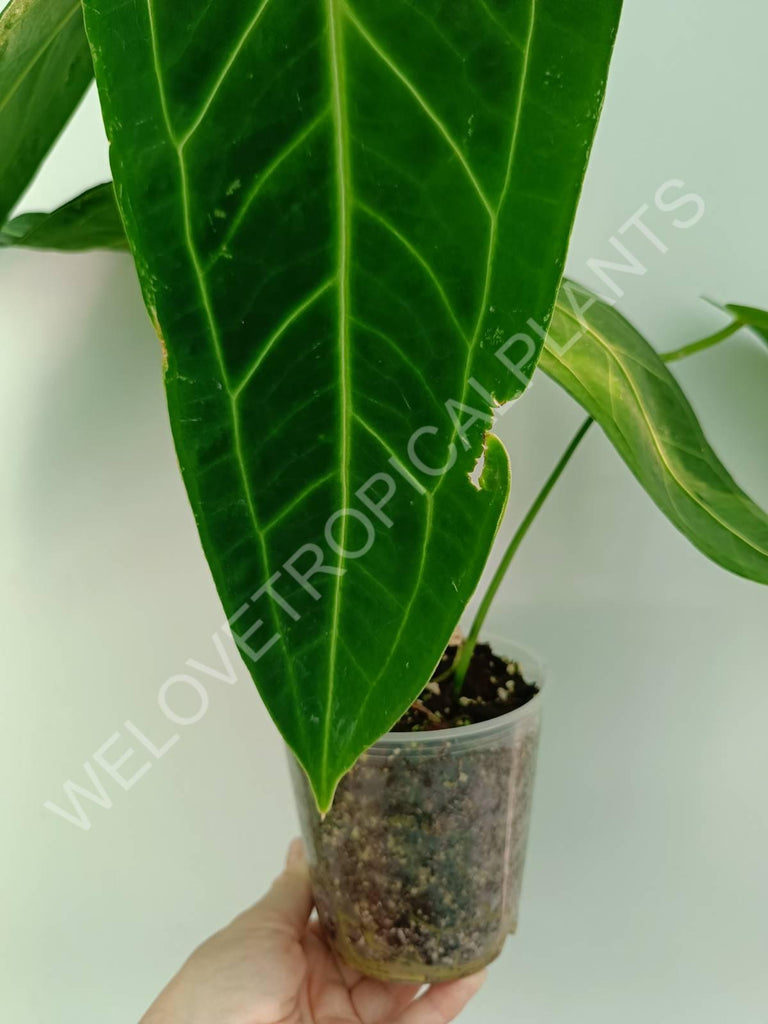 Anthurium warocqueanum XL