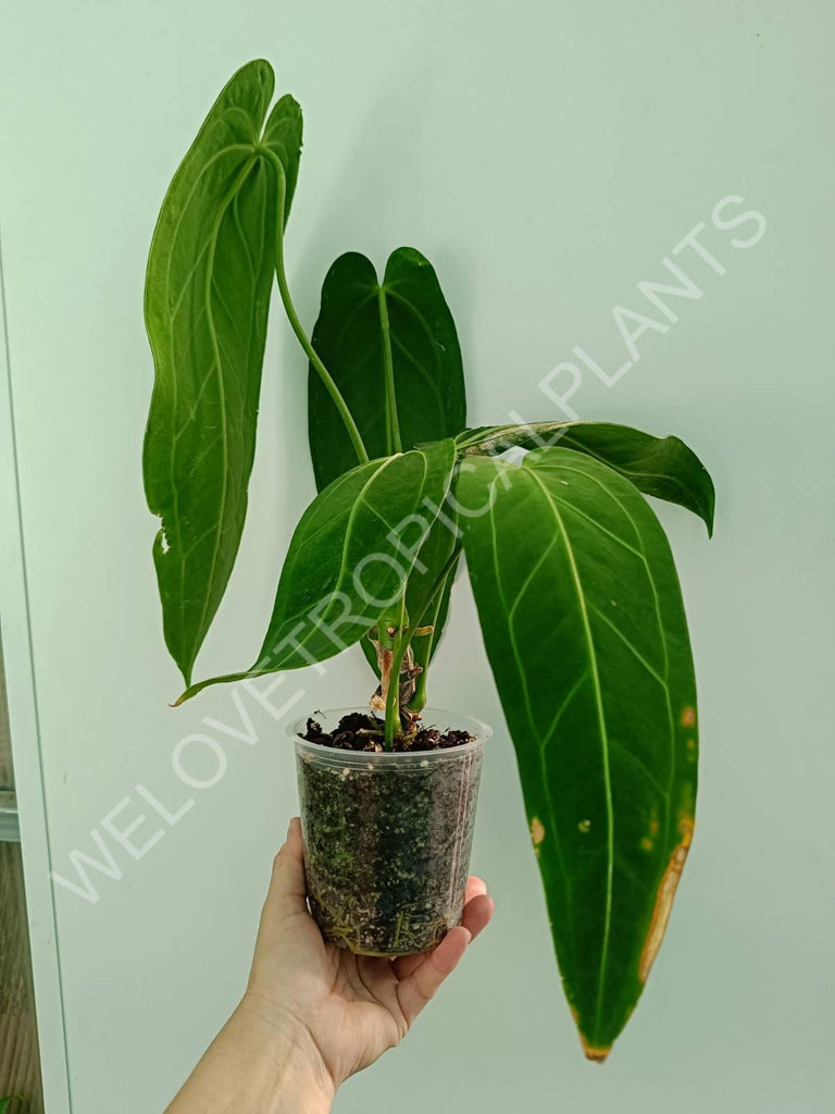 Anthurium warocqueanum XL