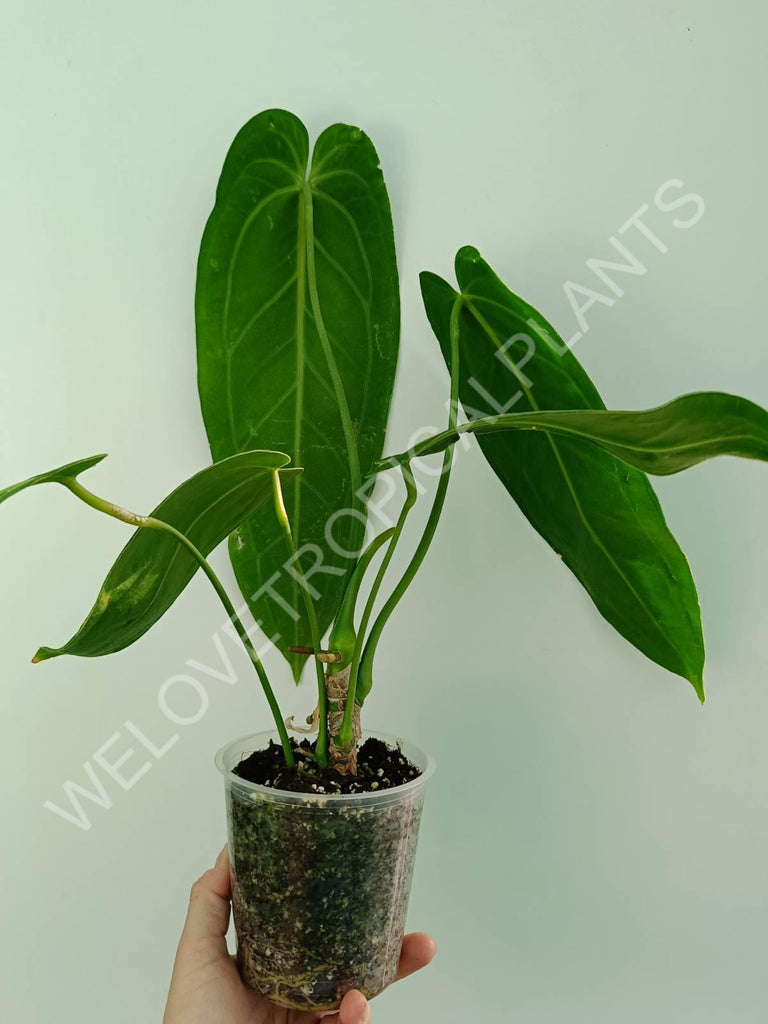 Anthurium warocqueanum XL