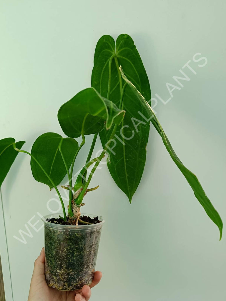 Anthurium warocqueanum XL