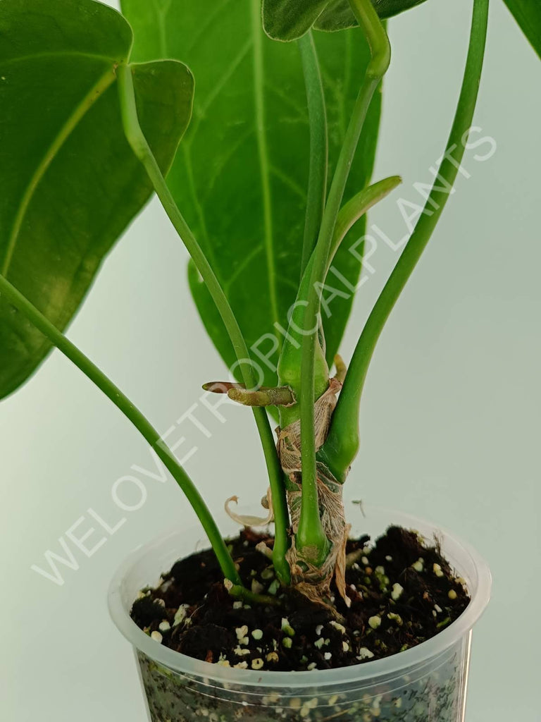 Anthurium warocqueanum XL