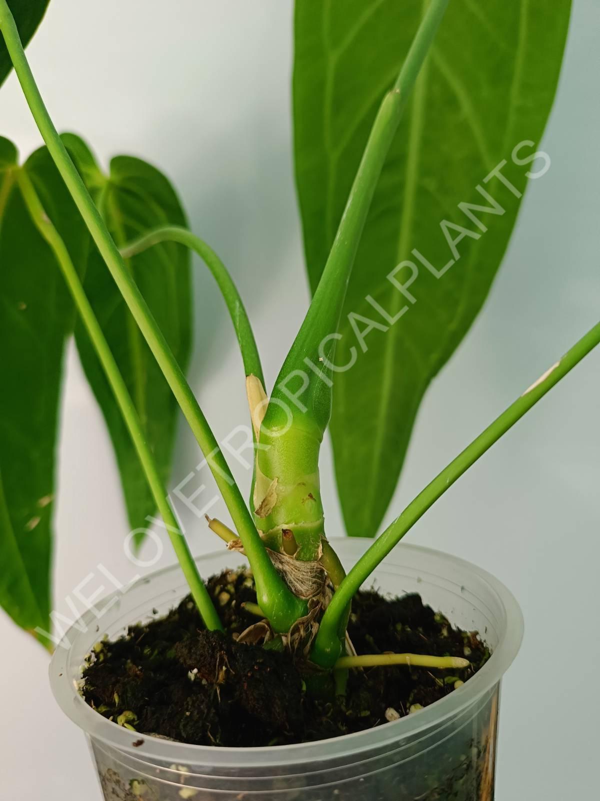 Anthurium warocqueanum