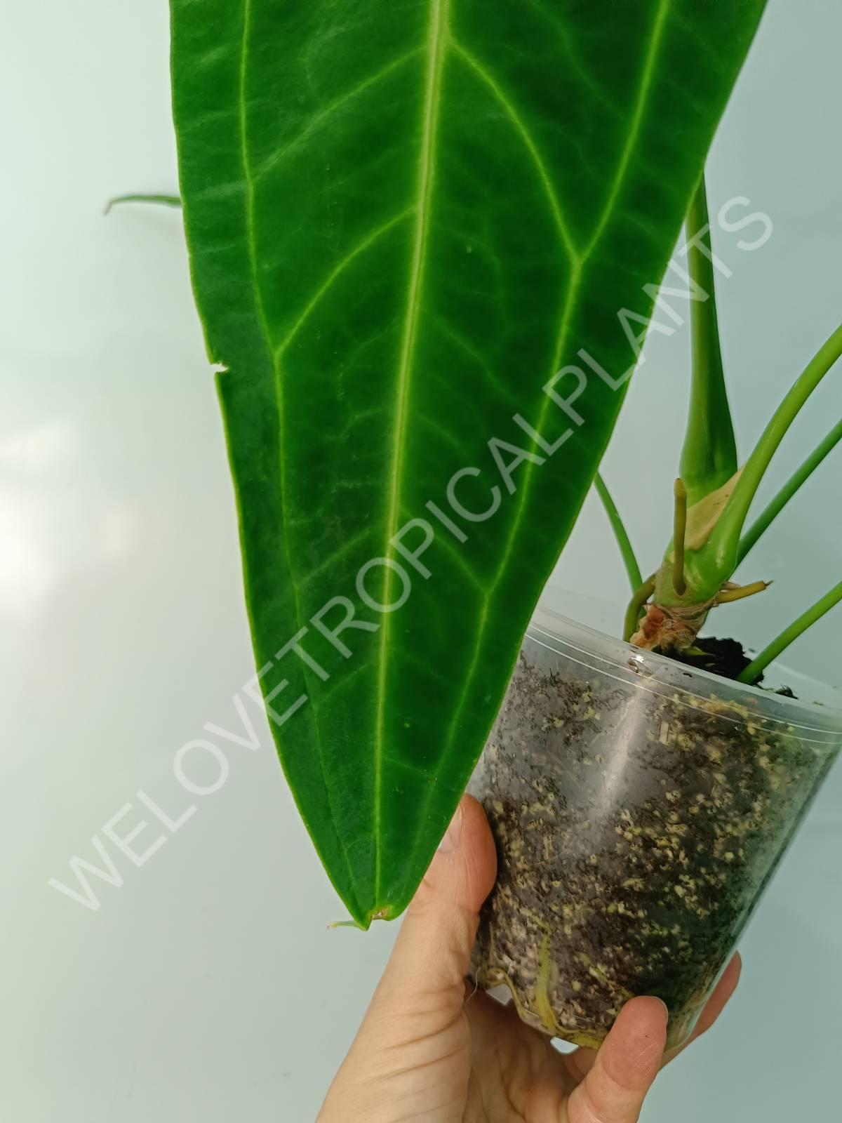 Anthurium warocqueanum