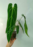 Anthurium warocqueanum