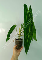 Anthurium warocqueanum