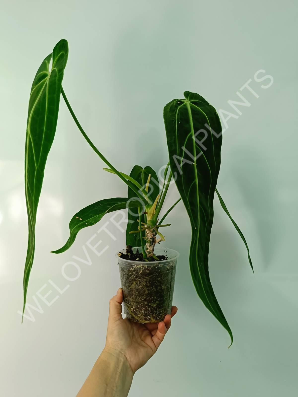 Anthurium warocqueanum