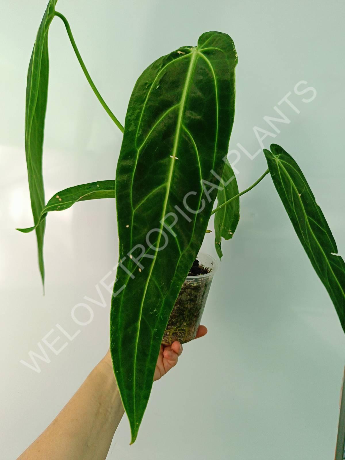 Anthurium warocqueanum