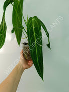 Anthurium warocqueanum